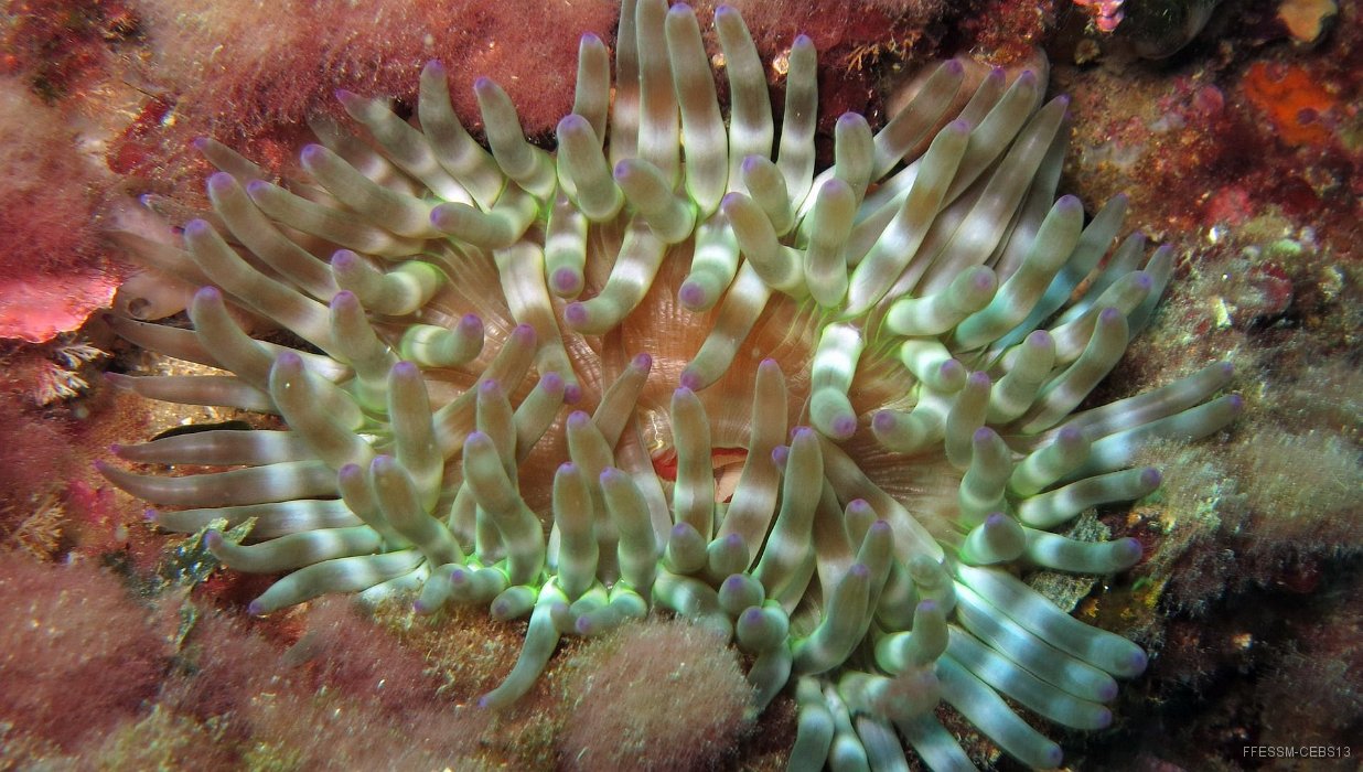 120 Anemone charnue (Cribrinopsis crassa).jpg - Anémone charnue (Cribrinopsis crassa) : Couleur verte, gros tentacules courts, aux extrémitées violet. Bouche centrale, large et souvent bien visible